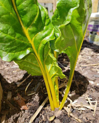 Paudha Swiss Chard Yellow Plant Seed(45 per packet)