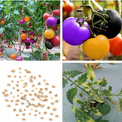 Sagarvanshi Hybrid Rainbow Tomato ( 150 Seeds ) Seed(150 per packet)