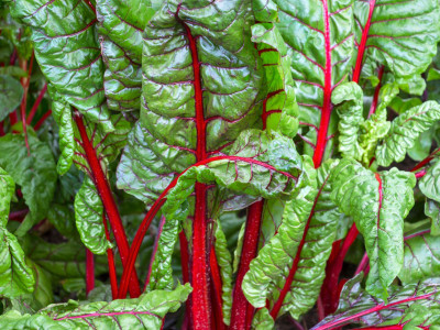 Mozette Swiss Chard Red Seed(12 per packet)