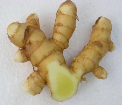 Kapebonavista Fresh Amba Haldi Mango Ginger Curcuma Amada 150g for Plantation Seed(1 per packet)