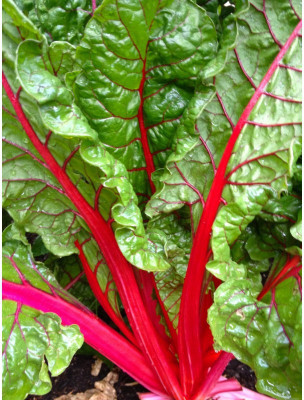 Mozette Swiss Chard Red Plant Seed(12 per packet)