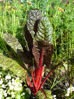 Paudha Swiss Chard Red Plant Seed(11 per packet)