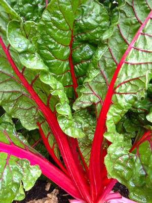 Paudha Swiss Chard Red Plant Seed(11 per packet)