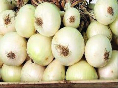 XOLDA Onion White plant Seed(40 per packet)