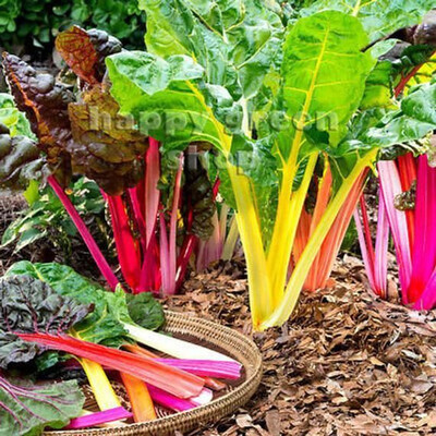 Paudha Swiss Chard Yellow Plant Seed(45 per packet)