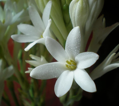 Udanta Rajnigandga Tuberose Flower Bulbs ( Tubers 28 Pcs) Single Form Garden and Pot Seed(28 per packet)