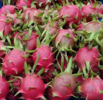 My Dream Nursery Dragon Tree(Hybrid, Pack of 1)