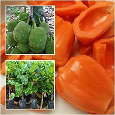 Ariya Jackfruit Plant(Hybrid, Pack of 1)