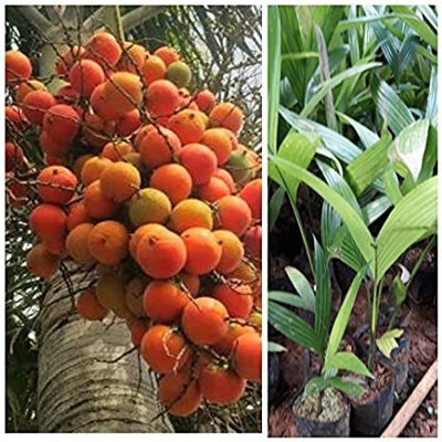 PlantQuipo Betel Nut/Supari Plant(Hybrid, Pack of 1)