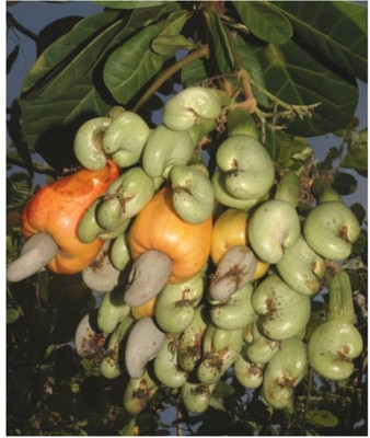 Risenshine Cashew Apple Plant(Hybrid, Pack of 1)