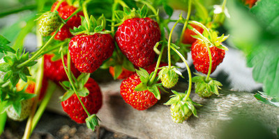 APOSOLUARD Strawberry Plant(Hybrid, Pack of 1)