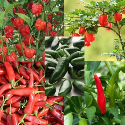 My Dream Nursery Chilli Spices Plant(Hybrid, Pack of 1)