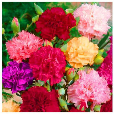 Paudha Carnation Flower Seed(20 per packet)