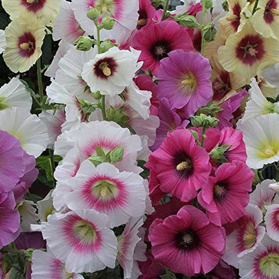 Paudha Hollyhock Mix Flower Seed(10 per packet)