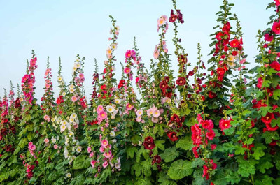 XOLDA Hollyhock Mix Flower Seed(45 per packet)
