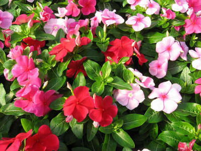 CYBEXIS GARDEN VINCA PACIFICA HYBRID MIX FLOWER SEEDS Seed(1 g)