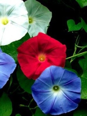 XOLDA Morning Glory Flower Seed(25 per packet)