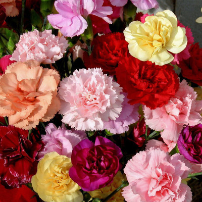 Mozette Carnation Flower Seed(52 per packet)