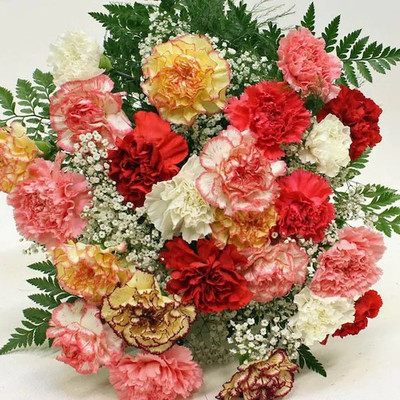 XOLDA Carnation Flower Seed(26 per packet)