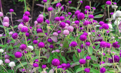XOLDA Gomphrena Flower Seed(45 per packet)