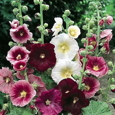 Paudha Hollyhock Mix Flower Seed(15 per packet)