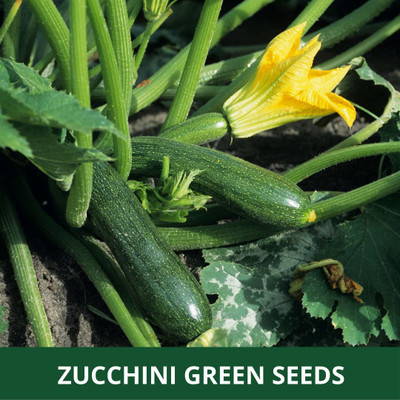 VibeX ® LXI-612 ZUCCHINI -GREEN -SUMMER SQUASH Seed(100 per packet)