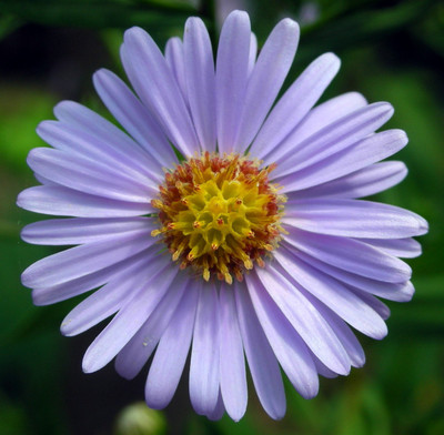 Mozette Aster Flower Seed(37 per packet)