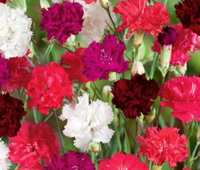 XOLDA Carnation Flower Seed(31 per packet)