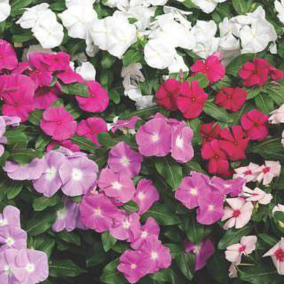 Mozette Vinca Flower Seed(37 per packet)