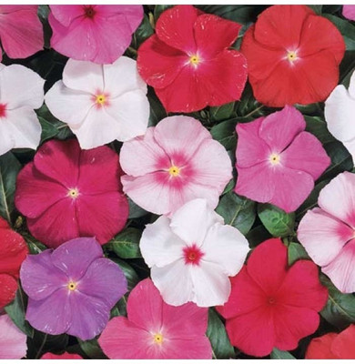 Mozette Vinca Flower Seed(22 per packet)