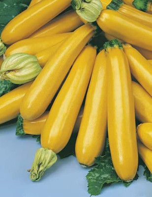 VibeX ® XLR-562 Squash Yellow/Zucchini Seeds Seed(100 per packet)