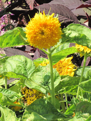 Mozette Sunflowert teddy bear Seed(42 per packet)