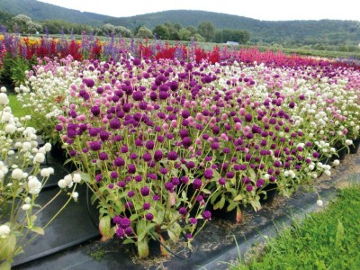 Gromax India Gomphrena Multi- Color Flower Seeds For Your Beautiful Home Gardening PKT 40 Seed(40 per packet)