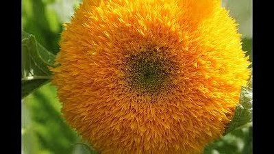 Mozette Sunflowert teddy bear Seed(32 per packet)