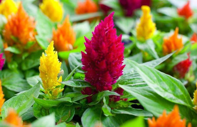 Mozette Celosia Flower Seed(37 per packet)