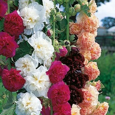 Mozette Hybrid Holly Hock mix Seed(70 per packet)