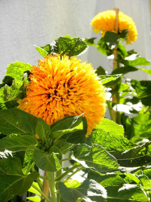 Mozette Sunflowert teddy bear Seed(22 per packet)