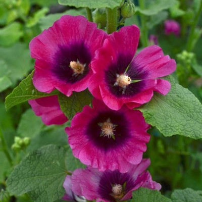 Mozette Hollyhock flower Seed(46 per packet)