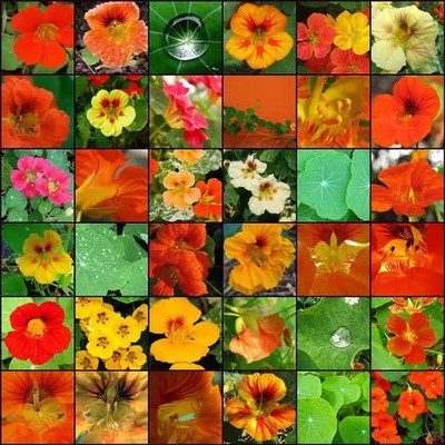Paudha Nasturtium FLower Seed(11 per packet)