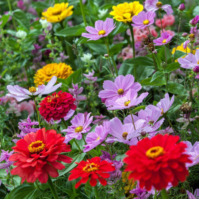 Paudha Cosmos Mix Flower Seed(50 per packet)