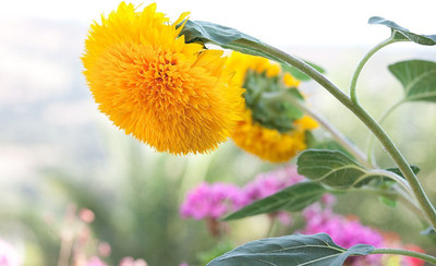 Paudha Sunflowert teddy bear Seed(20 per packet)