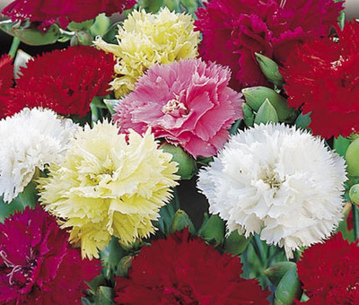 Mozette Carnation Flower Seed(22 per packet)