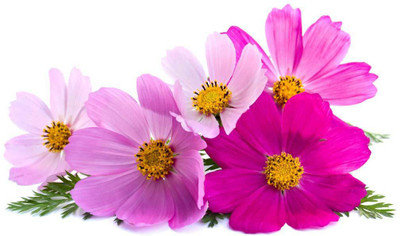 XOLDA Cosmos Mix Flower Seed(40 per packet)
