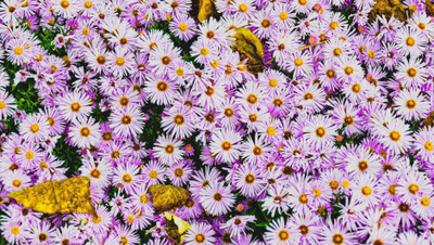 XOLDA Aster Flower Seed(20 per packet)