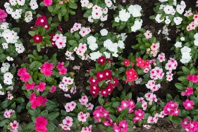 Mozette Vinca Flower Seed(52 per packet)