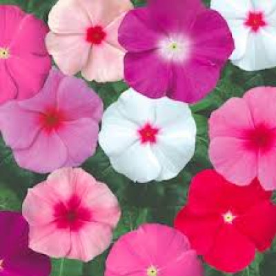Mozette Vinca Flower Seed(22 per packet)