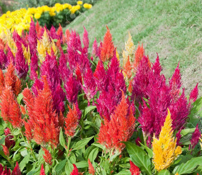 Mozette Celosia Flower Seed(37 per packet)