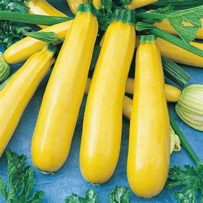 MKR Enterprises Zuchuni Seed(80 per packet)