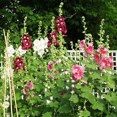Paudha Hollyhock Mix Flower Seed(10 per packet)