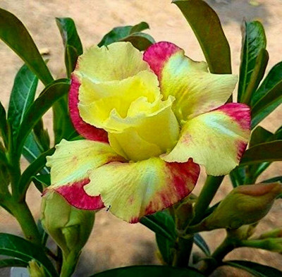 Ukanda Adenium Plant(Hybrid, Pack of 1)